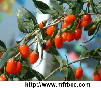 organic_wolfberry_extract