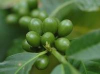 more images of Green Coffee Bean Extract
