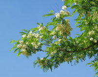more images of Sophora Japonica Extract