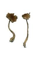 more images of Alacabenzi Magic Mushrooms