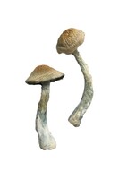 HillBilly Magic Mushrooms