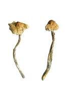 more images of Huautla Magic Mushrooms