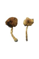 more images of Lizard King Magic Mushrooms