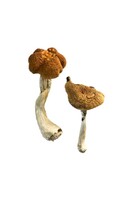 more images of Malaysian Magic Mushrooms