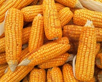 more images of Corn Gluten Meal(feed Grade)