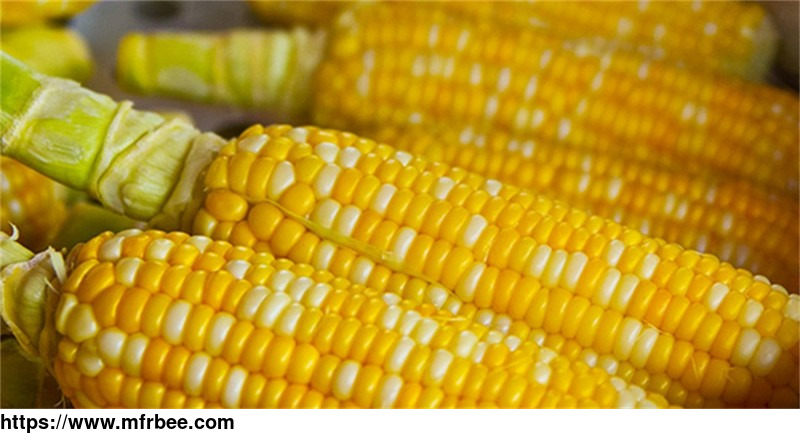 corn_maize_starch