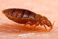 more images of 711 Bed Bugs Control Adelaide