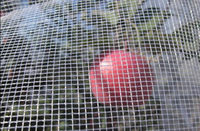Hail Netting Protects Fruits and Vegetables from Hails