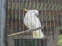 The Most Popular Birdcage-Welded Bird Cage