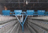 Automatic Poultry Farming Equipment System for Chicken