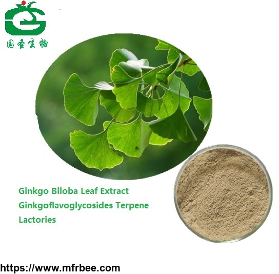 ginkgo_biloba_leaf_p_e_extract_powder_24_percentage_gingko_flavonoids_6_percentage_terpene_lactones