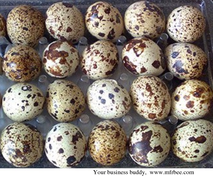 fresh_quail_eggs_for_consumption