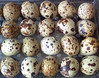 Fresh Quail Eggs for Consumption
