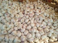 more images of Fresh garlic
