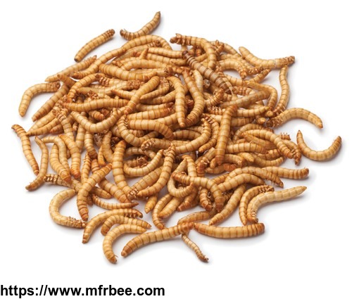 mealworm_treat_for_chicken_wild_birds_and_fish_