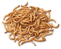 Mealworm treat for chicken wild birds and fish.