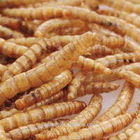 more images of Mealworm treat for chicken wild birds and fish.