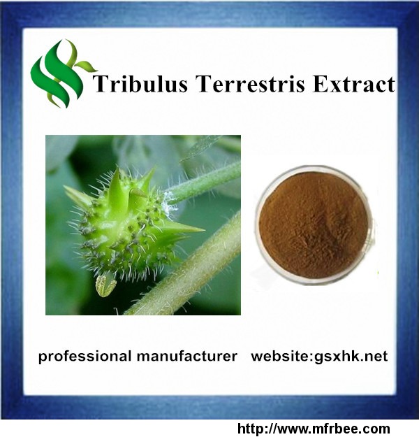 high_quality_tribulus_terrestris_extract