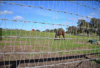 V-mesh horse fence