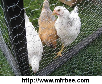 galvanized_chicken_wire_traditional_and_stable