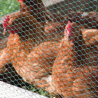 PVC Coating Chicken Wire - UV Stabilized and Durable