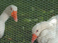 Stainless Steel Chicken Wire - Acid and Alkali Resistance