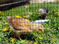 more images of Oriented Plastic Poultry Netting - Keep Predator Out