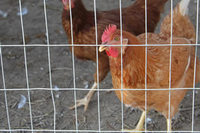 Welded Poultry Netting - Firm Enough to Rear Poultry