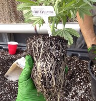 more images of QUALITY OF MEDICAL MARIJUANA STRAIN(indica santiva) AND SEED FOR SALE