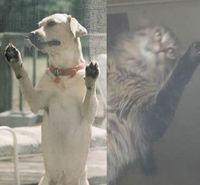 Pet Screen - Prevent Insects, Protect Children and Pets