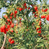 more images of Conventional Goji Berry