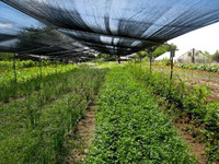 more images of Shade Netting