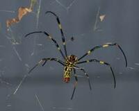 Preventive Spider Control Brisbane