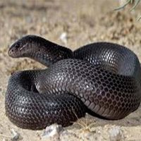more images of Buy Black Desert Cobra venom