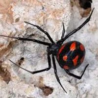 more images of Buy Black Widow spider venom