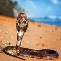 Buy Indian Saw-scaled Viper venom online
