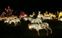 more images of Zebra-Shaped Lantern