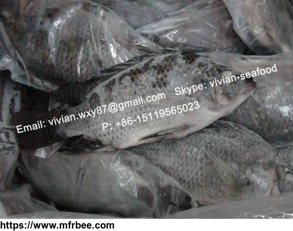 china_frozen_black_tilapia_fish_gutted_and_scaled_oreochromis_niloticus_