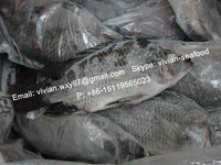 China Frozen Black Tilapia Fish Gutted and Scaled (Oreochromis Niloticus)