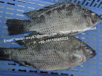 more images of China Frozen Black Tilapia Fish Gutted and Scaled (Oreochromis Niloticus)