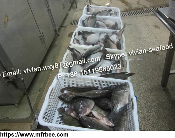 china_frozen_black_tilapia_fish_oreochromis_niloticus_