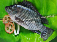 more images of China Frozen Black Tilapia Fish (Oreochromis Niloticus)