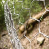 Chicken wire - galvanized or PVC coated for poultry livestock