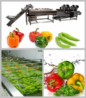 Bell Pepper Washing Machine | Green Pepper Washing & Drying Plant
