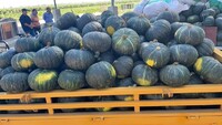 more images of Variety of pumpkin crops Dehydrated vegetables