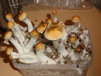 more images of Buy Golden Teacher Mushrooms