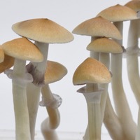 more images of Psilocybe cubensis