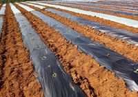 more images of PE agricultural black and silver mulch film with holes