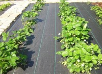 more images of Agricultural Black Plastic Ground Cover / pp weed mat / prevent weed cloth with different sizes