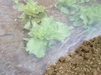 more images of Agricultural Pest Resistant Crops Anti Insect Net For Greenhouse